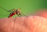 Više od 100 ljudi preminulo: Virus Zapadnog Nila širi se Evropom