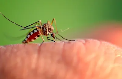 Više od 100 ljudi preminulo: Virus Zapadnog Nila širi se Evropom