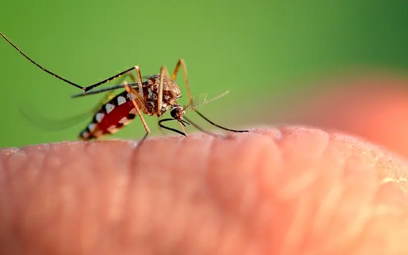 Više od 100 ljudi preminulo: Virus Zapadnog Nila širi se Evropom