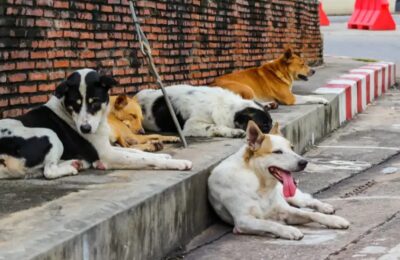 Život na ulici nije izbor: Šta sve prolaze psi lutalice