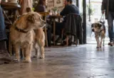 „Dog friendly“ ili samo dobar marketing: Ko misli na potrebe pasa?